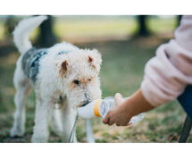 Fox Terrier Wire Puppies For Sale In Meerut