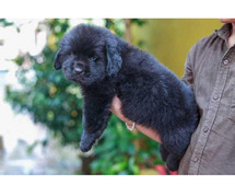 Newfoundland Puppies For Sale In Meerut