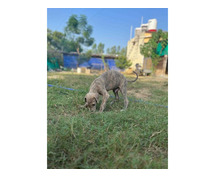 Rampur Hound Puppies For Sale In Meerut