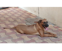 Rhodesian ridgeback Puppies For Sale In Meerut