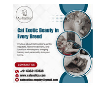 Purebred Kittens in Bangalore | Best Cat in Bangalore