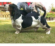 Basset Hound Puppies For Sale In Meerut