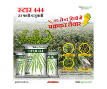 Buy Star 444 Moong Seeds Online in India - Star Agri Seeds