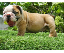 British Bulldog Puppies For Sale In Meerut