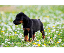 Doberman Pinscher Puppies For Sale In Meerut