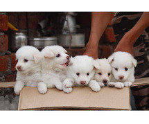 Pomeranian Puppies For Sale In Meerut