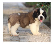 Saint Bernard Puppies For Sale In Meerut