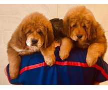 Tibetan Mastiff Puppies For Sale In Meerut