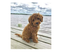 Labradoodle Puppies For Sale In Dehradun