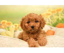 Cavapoo Puppies For Sale In Dehradun