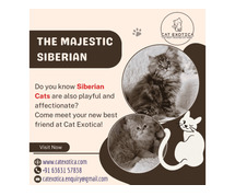 Cat in Bangalore | Best Siberian Cat in Bangalore