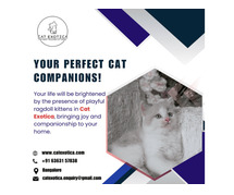 Purebred Ragdoll Kittens for sale in Bangalore | Cat in Bangalore