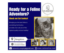 Persian Cat in Bangalore | Cat in Bangalore