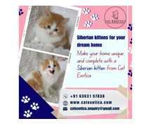 Siberian Cat in Bangalore | Kittens in Bangalore