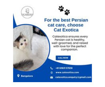 Persian kittens for sale in Bangalore