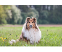 Rough collie Puppies For Sale In Dehradun