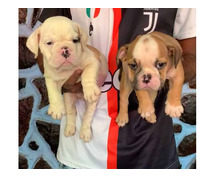 British Bulldog Puppies For Sale In Dehradun