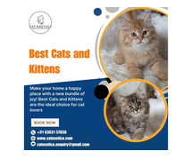 Kittens in Bangalore|Buy Kittens in Bangalore