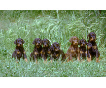 Doberman Pinscher Puppies For Sale In Dehradun