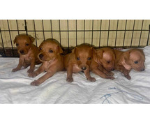 Miniature Pinscher Puppies For Sale In Dehradun