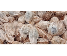 Coconut Exporters In Coimbatore