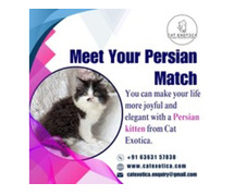 Persian Cat in Bangalore|Best Persian Cat in Bangalore