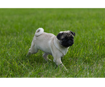 Pug Puppies For Sale In Dehradun