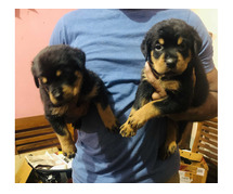 Rottweiler Puppies For Sale In Dehradun