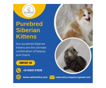 Siberian Cat in Bangalore|Siberian Cat Sale in Bangalore