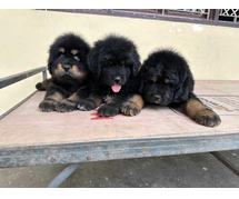 Tibetan Mastiff Puppies For Sale In Dehradun