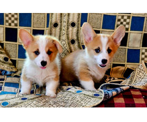 Pembroke Welsh Corgi Puppies For Sale In Surat