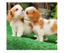 Cavalier King Charles Spaniel Puppies For Sale In Surat