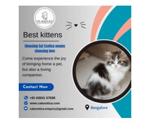 Cats and Kittens for Sale in Bangalore|Buy Kittens in Bangalore