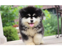 Alaskan Malamute Puppies For Sale In Surat