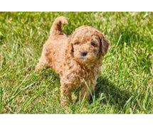 Goldendoodle Puppies For Sale In Surat