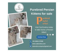 Cat Exotica|Persian kittens in Bangalore