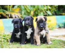 Belgian Malinois Puppies For Sale In Surat