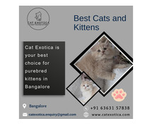 Cats for Sale in Bangalore|Best Cat in Bangalore