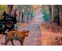 Explore India’s Best Wildlife Safaris with Travelogy India!