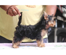 Yorkshire Terrier Puppies For Sale In Surat