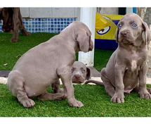 Weimaraner Puppies For Sale In Surat