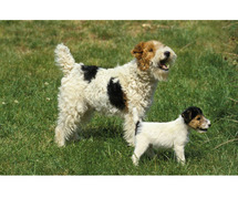 Fox Terrier Wire Puppies For Sale In Surat