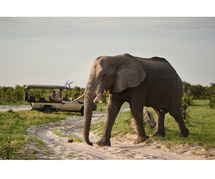 Hotel Booking Belmond Savute Elephant Lodge | Luxury Getaways