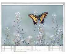 Blinds in Manikonda