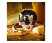 Mice Removal NJ