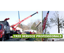 Affordable Tree Service in NJ