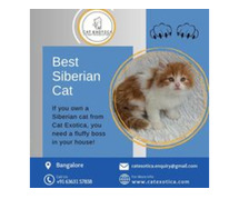 Best Siberian Cat in Bangalore|Siberian Cat Sale in Bangalore