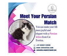 Persian Kittens for Sale in Bangalore