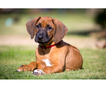 Rhodesian Ridgeback Puppies For Sale In Surat