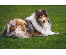 Rough Collie Puppies For Sale In Surat